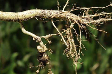 How To Identify Control And Deal With Root Knot Nematodes