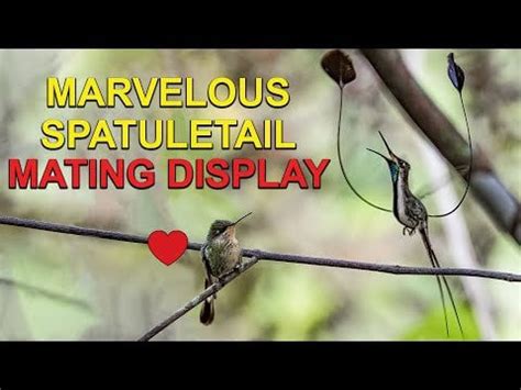 Rare Male HUMMINGBIRD MATING DANCE to Female : r/hummingbirds