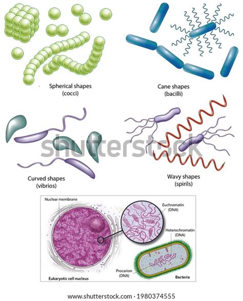 19 Heterochromatin Images, Stock Photos & Vectors | Shutterstock