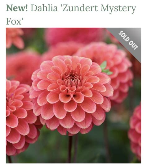 Pin By Joan Michelotti On Dahlias White Flower Farm Dahlia Flower Seeds