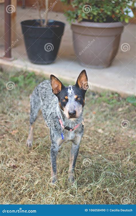 Texas Blue Heeler Cattle Dog Stock Photo - Image of pretty, stopping ...