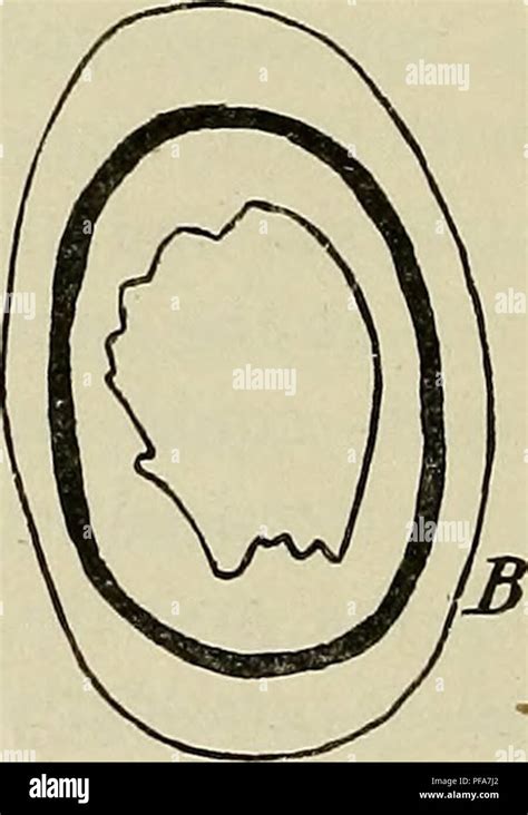 Pig embryo hi-res stock photography and images - Alamy