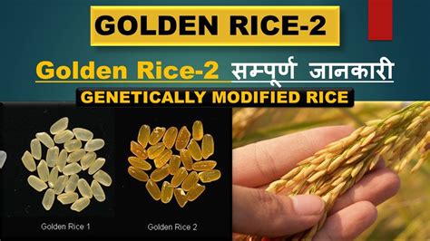 Golden Rice 2 Goledn Rice V S Golden Rice 2 Gene Transfer In Golden