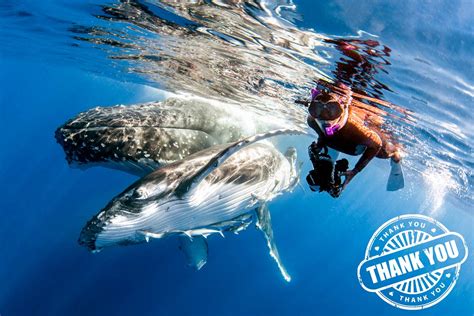 Swimming With Humpback Whales In Tonga Trips Dates And Prices