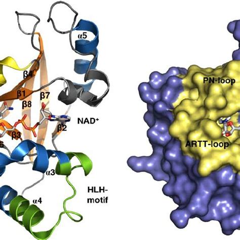 Structure Of C Botulinum C Transferase C C In Complex