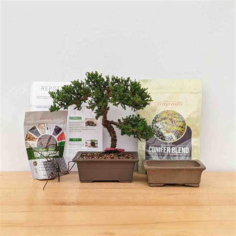 Bonsai Tree Kits - Pre-Bonsai Starter Kits Gifts