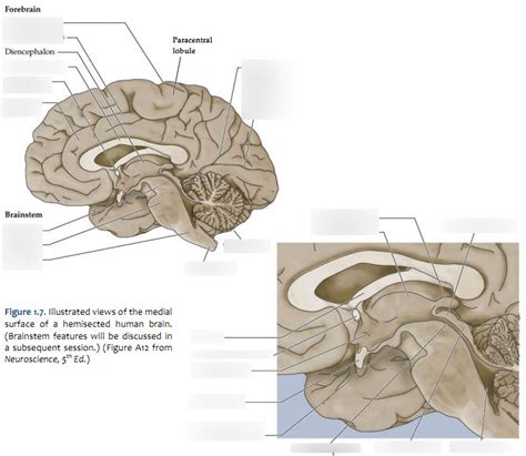 Neuroanatomy Diagram Quizlet