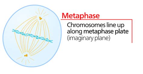 Metaphase | Description, Diagram & Facts - Lesson | Study.com