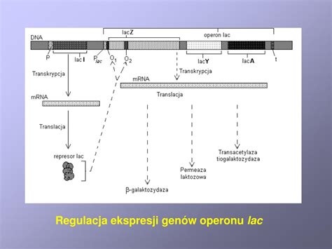 Ppt Metabolizm Powerpoint Presentation Free Download Id4899466