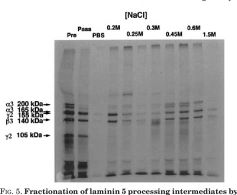 Bone Morphogenetic Protein 1 Is An Extracellular Processing Enzyme Of