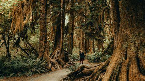 Unraveling The Mystery Of The Hoh Rainforest: 5 Secrets To Pronouncing Its Name Correctly
