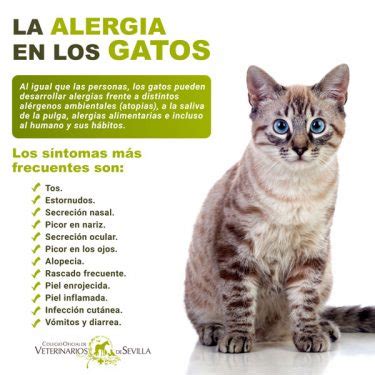 La Alergia En Perros Y Gatos Infomascota