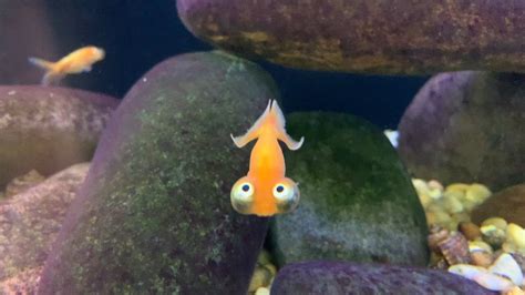 The Celestial Eye Goldfish Is A Breed Of Goldfish Recognized By Its