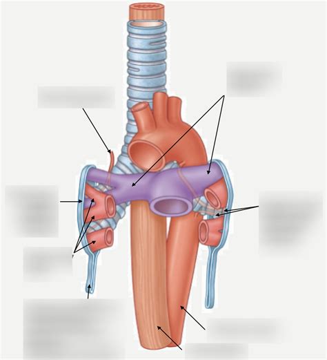 Diagram Of Hilum Of The Lung Quizlet