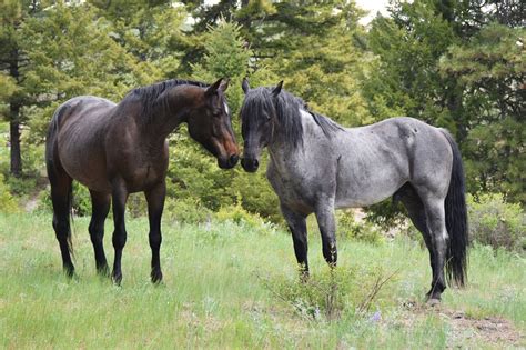 Promised Land Ranch Quarter Horses Horses Quarter Horse Wauconda