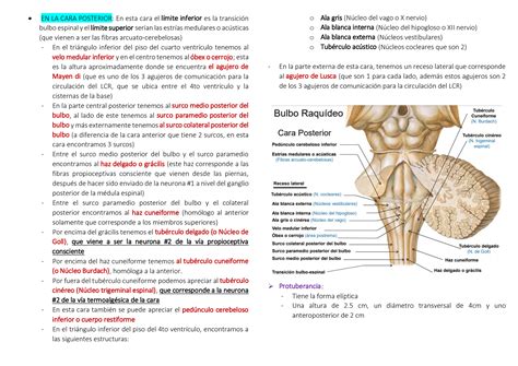 Solution Resumen Tronco Del Enc Falo Y M Dula Espinal Studypool