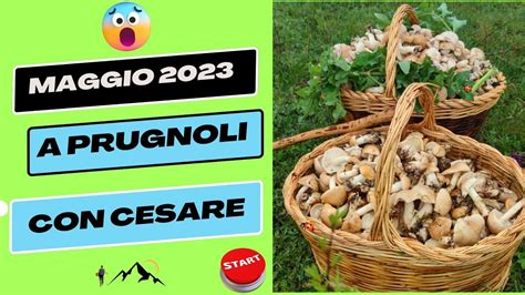 Funghi San Giorgio Calocybe Gambosa Youtube