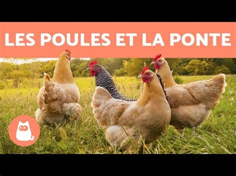 Dur E De Vie D Une Poule Tout Savoir Sur La Poule