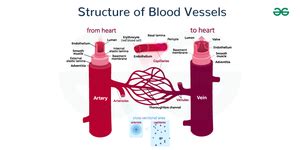 What are Blood Vessels? Structure, Types, and Disorders - GeeksforGeeks