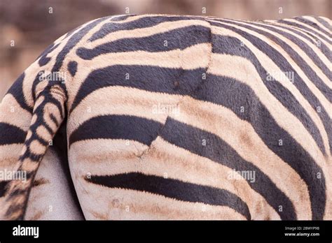 Löwe Zebra Fotos Und Bildmaterial In Hoher Auflösung Alamy