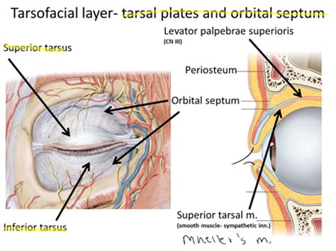 Orbital Peri Orbital Cellulitis Flashcards Quizlet