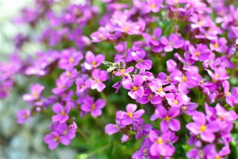 Lavender Flower Field · Free Stock Photo