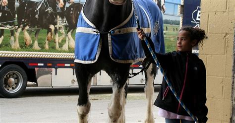 World Clydesdale Show: Good morning from Madison..