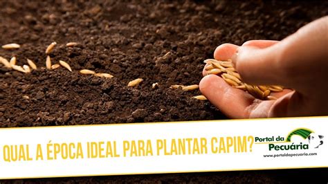 Qual a época ideal para plantar o capim YouTube