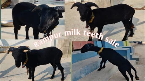 Rampuri Milk Teeth Sheep For Sale In Hyderabad Contact