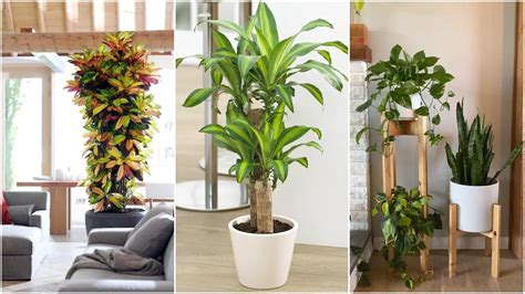 Plantas De Interior Que Necesitan Poca Luz