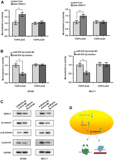 Mirna P Inhibits The Migration Invasion And Proliferation Of