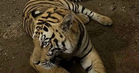 Capturan A Tigre Adulto Que Deambulaba En Calles De Jalisco