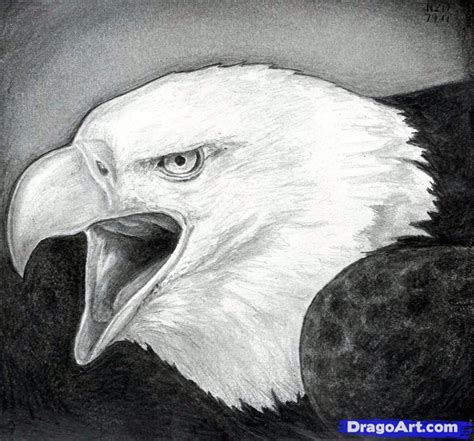 How To Draw A Realistic Eagle Step By Step At Drawing Tutorials