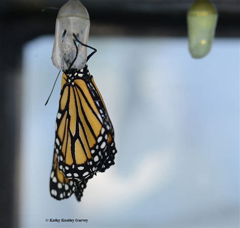 Independence Day For A Monarch Bug Squad Anr Blogs