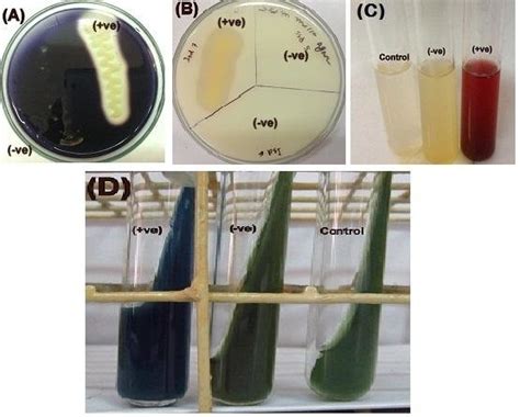 Casein Hydrolysis Test