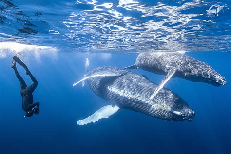 Whale Watching In Reunion Island How To Dive With Humpbacks Linkou