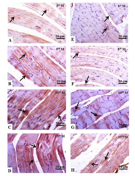 Light Photomicrographs Of The Rats Gastrocnemius Muscles Immunostained