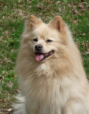 German Spitz Mittel Info, Temperament, Puppies, Pictures