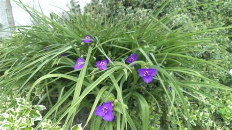 Purple Flowers Open And Close In The Day Whatsthisplant Purple