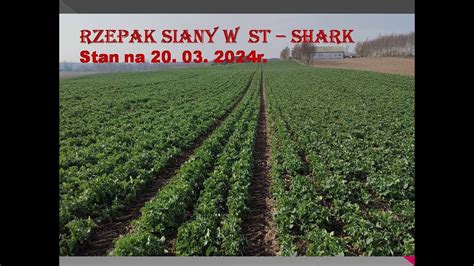 Rzepak Siany Pasowo St Shark Stan Na R Youtube