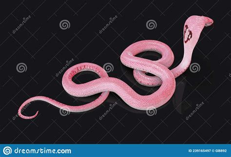 3d Albino King Cobra Snake Isolated On Black Background Stock Photo