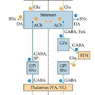 direct  indirect pathways direct pathway runs cortexstriatumgpi