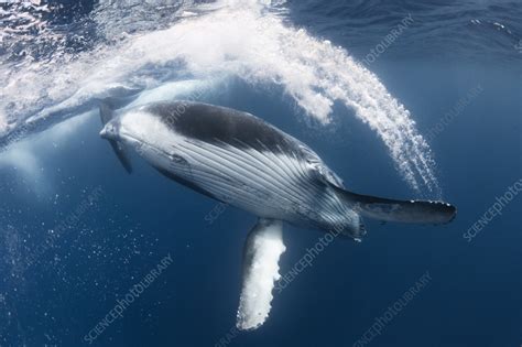 Humpback whale male calf playing - Stock Image - C055/6645 - Science ...