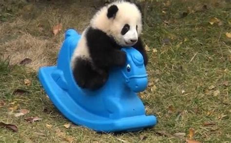 Login To Twitter Baby Panda Bears Baby Animals Cute Animals