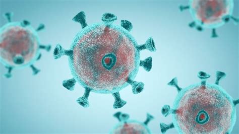 Coronavirus Todo El Sars Cov Que Hay En El Mundo Podr A Caber En Una