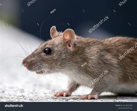 rat   dhulagaonindia stock photo  shutterstock