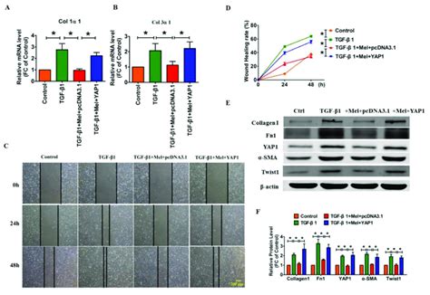 Forced Expression Of YAP1 Abrogated The Inhibitory Effect Of Melatonin