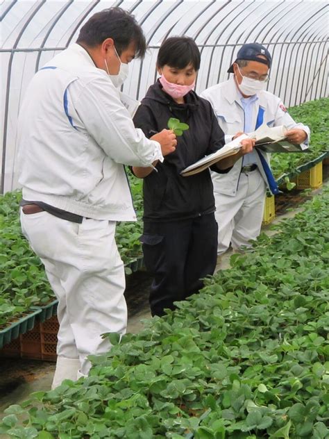 イチゴ親株苗生育状況を確認 Ja新みやぎ