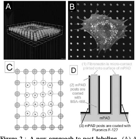 Figure From Shear Force At The Cell Matrix Interface Enhanced