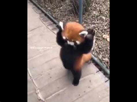 Red Panda Tries To Intimidate Human YouTube